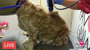 Go watch pt 2 also. Dog Grooming An Aggressive Dog Tips From Groomer Youtube