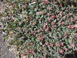 Image result for Indigofera wentzeliana