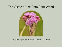 Image result for Campuloclinium macrocephalum