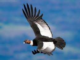 Many of the largest flying birds in the fossil record may have been members of the. Andean Condor Can Fly For 100 Miles Without Flapping Wings Birds The Guardian