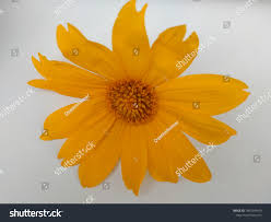 Image result for Ursinia montana