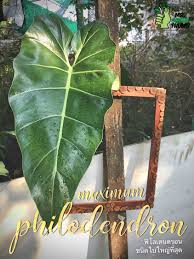 Philodendron Maximum Di 2020 Tanaman
