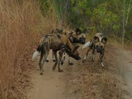 Image result for Leptactina platyphylla