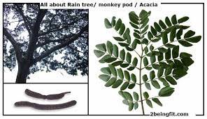 Rain Tree Or Monkey Pod Nutrition Health Benefits Uses Recipes And More Acacia Tree Tree Medicinal Herbs