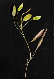 Image result for Potamogeton nodosus