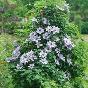 The plant has a free flowering habit and each flower remains open, unfaded and clean for a longer time making the show remarkable. Still Waters Clematis X Proven Winners