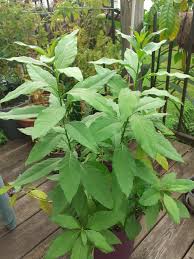 Image result for Cestrum parqui