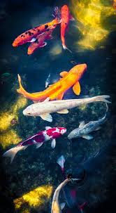 Koi Art Koi Wall Art Koi Fish Pond Panoramic Wall Art Etsy Koi Art Koi Fish Pond Koi Painting