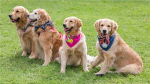 Signs you need a dog in your life international dog day 2021: Wjvvlegumyxgjm