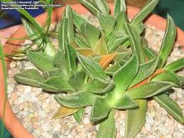 Image result for Nananthus aloides