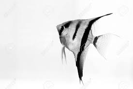 We did not find results for: Aquarium Fish On White Background Stock Photo Picture And Royalty Free Image Image 4960334