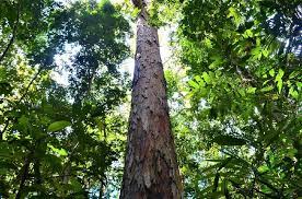 In trio it is called awaraimë. Amazon S Tallest Tree Safe From Fires Say Scientists