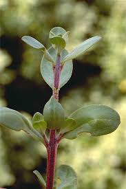 Image result for Pemphis