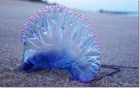 portuguese man o war caravela portuguesa portuguese man o war ocean creatures sea creatures