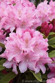 Pin On Azaleias Rododendros