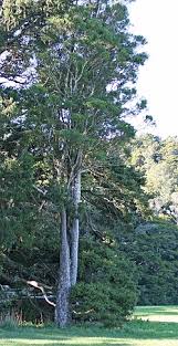 Image result for Podocarpaceae