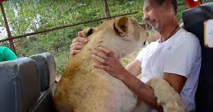 See Inside The Russian Safari Park Where You Can Hug A Lion Safari Park Safari Park