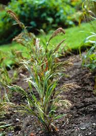 Image result for Panicum miliaceum