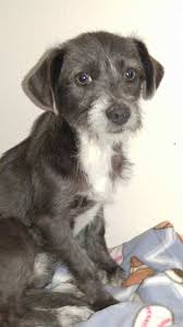 The most comfort way to honor him and recall those happy day. Helia A Norfolk Jack Russell Terrier Mix Puppy S Web Page