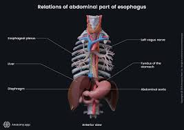 Image result for esophagus