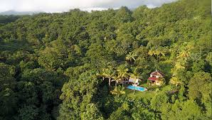The life centre has basically saved my life over the past few months. Come Volunteer At A Tropical Retreat Centre In The Commonwealth Of Dominica Specializing In Yoga Meditation Plant Medicine Renewable Energy And Alternative Living