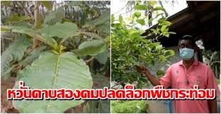 ต้นกระท่อมเพาะจากเมล็ด อายุ 1เดือนนิดๆ กรกฎาคม 2564 enjoy the videos and music you love, upload original content, and share it all with friends, family, and the world on youtube. Xu E6sf4dyiuvm