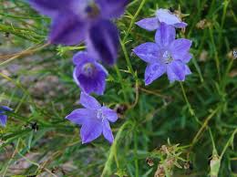 Image result for Wahlenbergia ramosissima