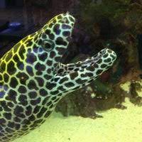 Sarasota's premier live coral, marine fish, and saltwater aquarium supply store! Seascape Aquarium Pet Center Gulf Gate Sarasota Fl