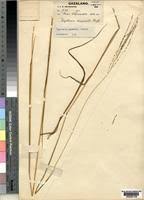 Image result for Digitaria gazensis