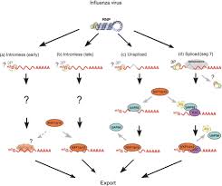 We did not find results for: Cartoon Model For Influenza Virus Mrna Export Viral Mrnas Split Into Download Scientific Diagram