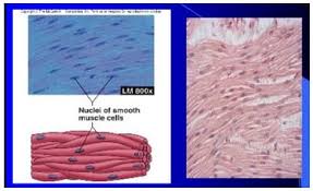 Pada komponen terdapat jaringan otot yaitu yang mengandung miosin dan filamen aktin. Jaringan Otot Pengertian Struktur Gambar Jenis Fungsi