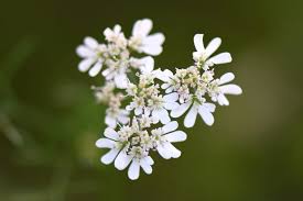 It's where your interests connect you with your people. 10 Of The Best Flowers To Help Save The Bees All Things Flowers Blog By Sydney Florists Flowers Across Sydney