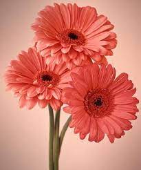 Pin On Flowers