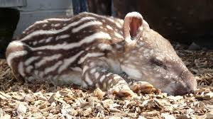 Image result for tapir