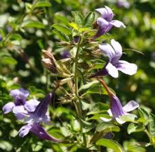 Image result for Dyschoriste transvaalensis