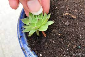 Use them to top stone walls. How To Re Plant Hens And Chicks