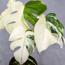 Image result for Monstera