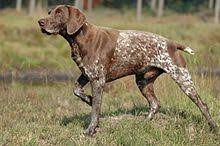 The german shorthaired lab is a cross between the german shorthaired pointer and the labrador retriever. German Shorthaired Pointer Wikipedia