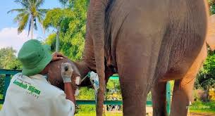 Juegos de xbox clásico descargar mediafire : Hadapi New Normal Lembah Hijau Dan 21 Taman Rekreasi Se Lampung Buka Mulai 6 Juni