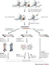 I performed chip to investigate histone modifications looking at hdac1 and 2. Chip Seq Advantages And Challenges Of A Maturing Technology Nature Reviews Genetics