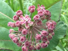 These beautiful south american blooms are a treat to enjoy in may. Spring Wildflowers And Where To Find Them In Northern Virginia