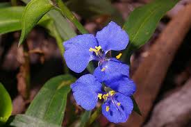 Image result for Commelina subulata