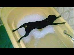 I've yet to find a dog owner that hasn't experienced their dog frantically running and after your dog is bathed they're covered in a whole new scent — one they might not be happy with. Dogs Just Don T Want To Bath Funny Dog Bathing Compilation Youtube