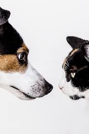 He needs calories post dka and many people here allow their kitties to graze. Barks And Purrs Short Stories By Colette At The Great Cat