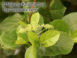 Image result for Premna mooiensis