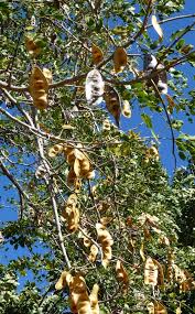 Image result for Albizia lebbeck