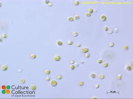 Image result for Microchloa altera