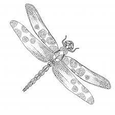 The dragonfly coloring pages presented in this site depict these winged beings in various ways, and they can be printed out easily for personal use. Pin On Coloring Good At Any Age 5
