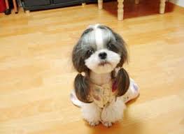 Maybe you would like to learn more about one of these? 77 Female Shih Tzu Haircuts Teddy Bear Cut L2sanpiero