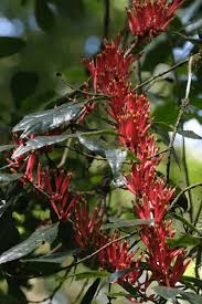 Image result for Dictyophleba